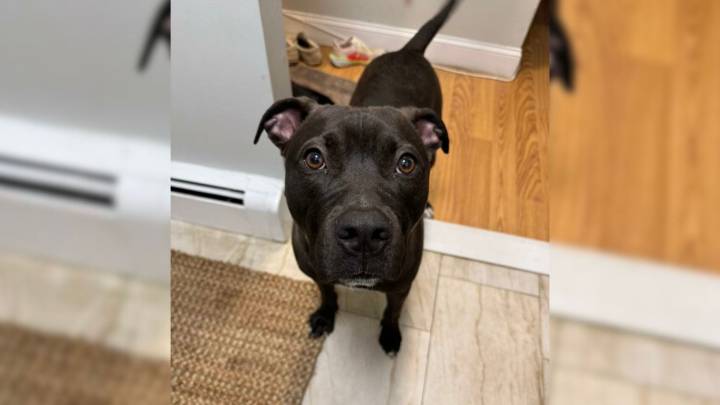 New Jersey Dog Was So Close To A Forever Home, But Heartbreak Changed Everything