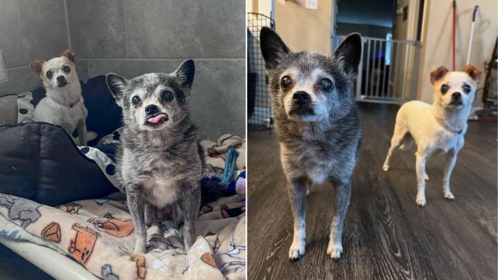 California Dogs Who Spent 16 Years With A Family Are Overwhelmed And Shaking In Kennel