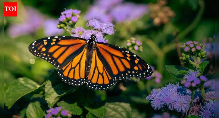 Do butterflies pee? This weird insect fact is blowing people’s minds