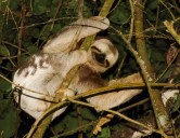 El armadillo gigante y otras 152 especies protagonizan el nuevo estudio de Repsol en el Bajo Urubamba