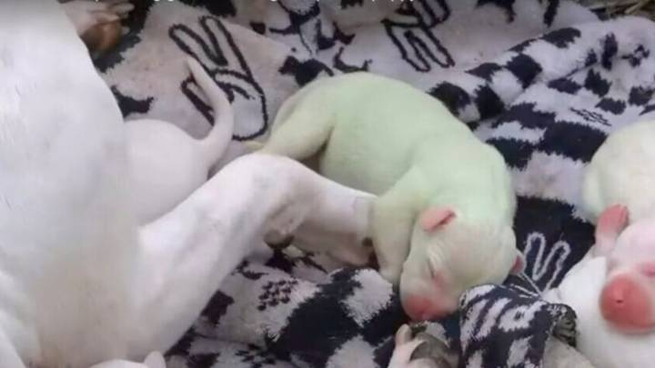 Mississippi Puppy Stuns Everyone With Green Fur And The Cutest Shrek Name Ever