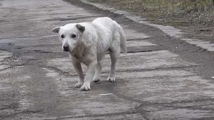 Scared Pup Who Once Lived Near The Railroad Now Thrives In A Safe Home In Delaware