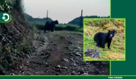 Oso andino fue visto en zona rural de Jardín: autoridades activaron plan de protección