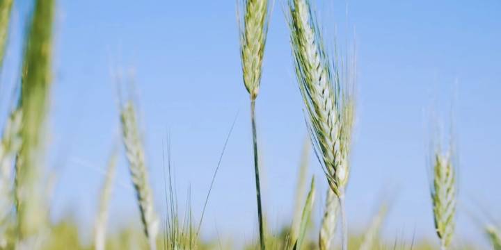 Genética en escena: una campaña perfecta para medir el potencial del trigo nacional