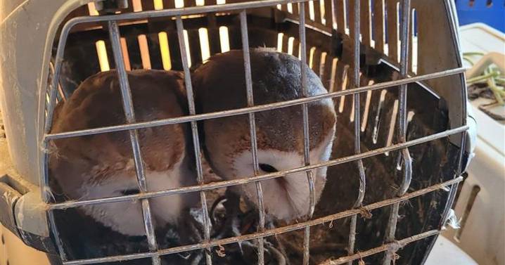 Scottish SPCA reacts to cruel Renfrewshire man's sentencing after vets 'brought to tears'