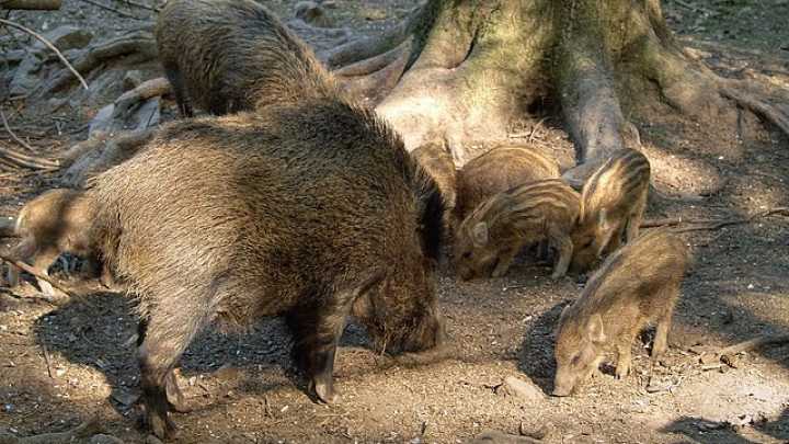 El Govern ve "muy probable" que la peste porcina llegara a Collserola por comida contaminada de basuras