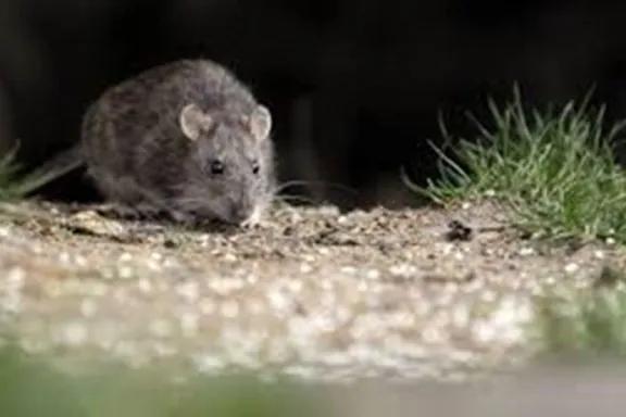 Murió un hombre con hantavirus en el Hospital Zonal de Bariloche