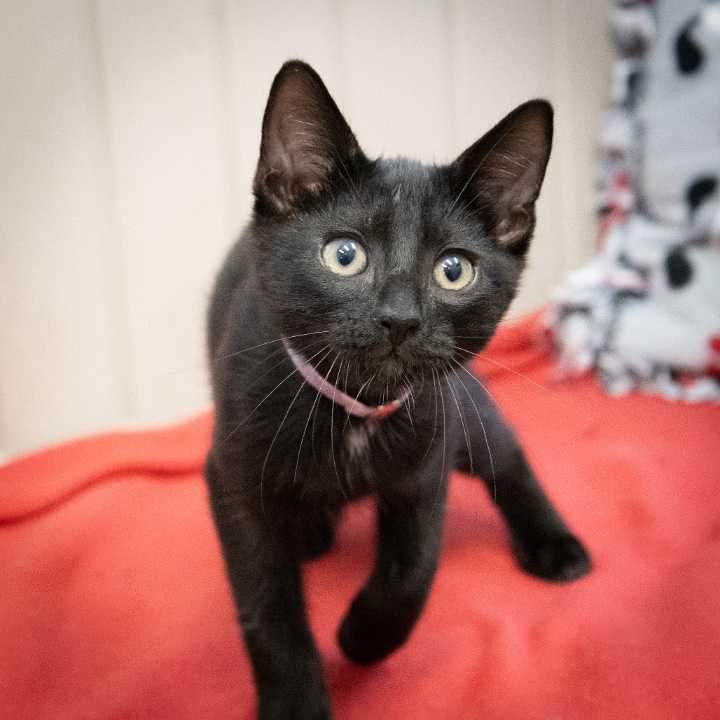 Pets of the Week: Marty and Rocket are ready for adoption