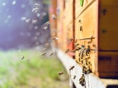 Canadian beekeepers ask government to swat away overseas bee imports