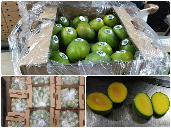Colombia exporta, por primera vez, 13 toneladas de mango de azúcar hacia Estados Unidos
