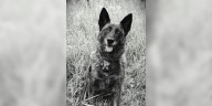 Adams County Sheriff’s Office mourns loss of former K9