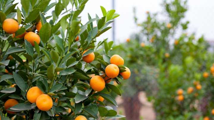 Asaja Córdoba reclama cambios en los subsidios y más alojamientos para garantizar la mano de obra en el campo