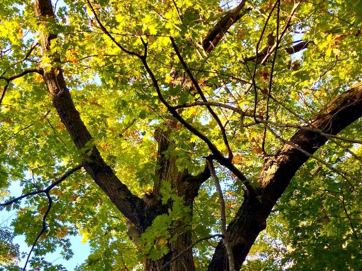 16 newfound big trees could be state champion