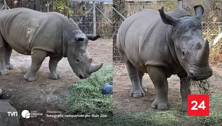 El rinoceronte Atanasio del Bioparque Buinzoo viajará a Brasil para sumarse a un programa de conservación