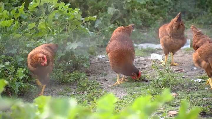 Activado el confinamiento de aves por la gripe aviar en 99 municipios de Extremadura