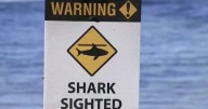 Sydney shark attack leaves woman in 20s dead at popular fishing spot