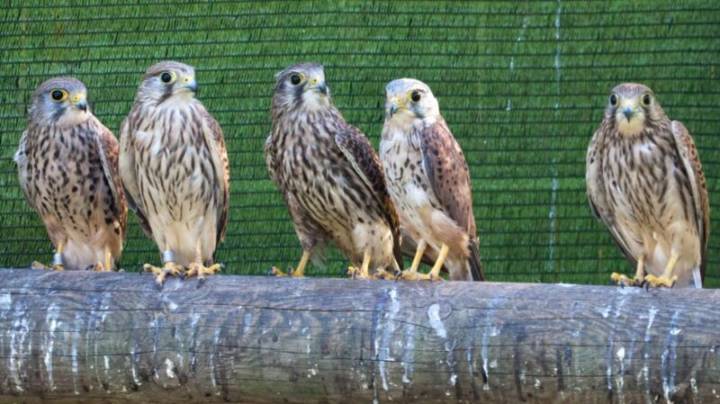 La Generalitat refuerza el control sanitario tras un brote de gripe aviar en la Comunitat Valenciana