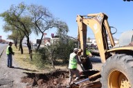 Reubican 158 árboles en zona de construcción de paso superior