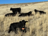Nevada ranchers test GPS 'virtual fencing' to herd cattle