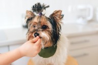 Best Pill Pockets for Yorkies