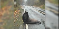 Photos: Sea lion wanders to the middle of a road during downpour in Washington