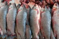 Santa Fe suspendió la exportación de pescado por un año