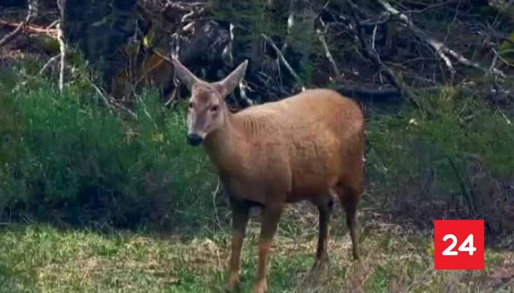 Parque Nacional Cerro Castillo: ejemplo mundial de la conservación