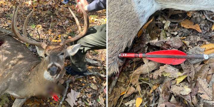 Cape Girardeau police investigating illegal harvest of buck in city limits