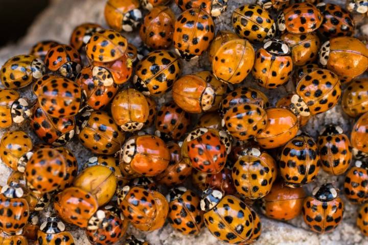 Seeing spots? What to know about the insects invading Tennessee homes