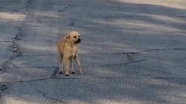 Heartbroken Pup Dodges Cars On A California Highway Until Kind Strangers Step In