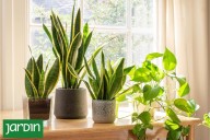 Plantas todoterreno. 5 especies que resisten todo, incluso tus olvidos