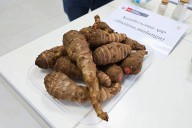 Buscan los mejores ecotipos de pituca para impulsar la agricultura amazónica