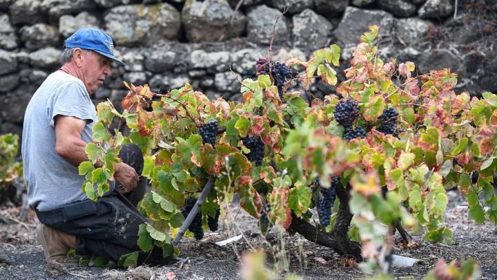 Nuevas variedades y tecnología, las armas contra los ‘golpes’ del clima en la agricultura canaria