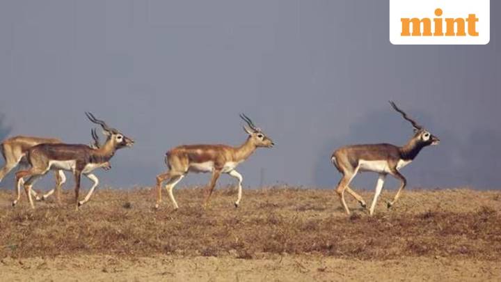 Bacterial infection kills 31 blackbucks at Karnataka zoo, Minister orders probe