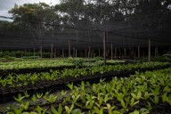 En 86% se redujo la deforestación en el departamento del Meta