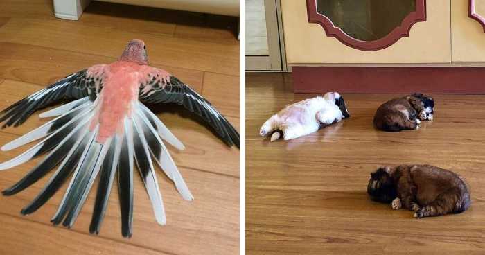 50 Times Animals Went ‘Sploot’ And People Went ‘Aww’, As Shared In This Community