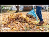 Verify: Does leaving fallen leaves help your yard?