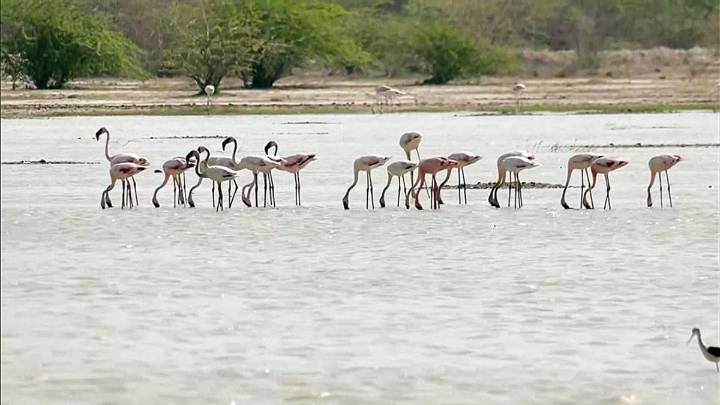 Millions of Flamingos Paint Sambhar Lake Pink as Migratory Birds Return India News