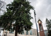 Busy Friday planned: Vancouver to raise new city flag, light Christmas tree, rededicate Salmon Run Bell Tower