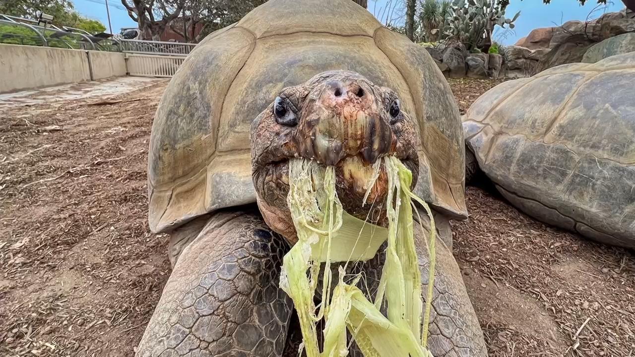 Gramma the Galápagos tortoise, oldest resident of San Diego Zoo, dies at about 141