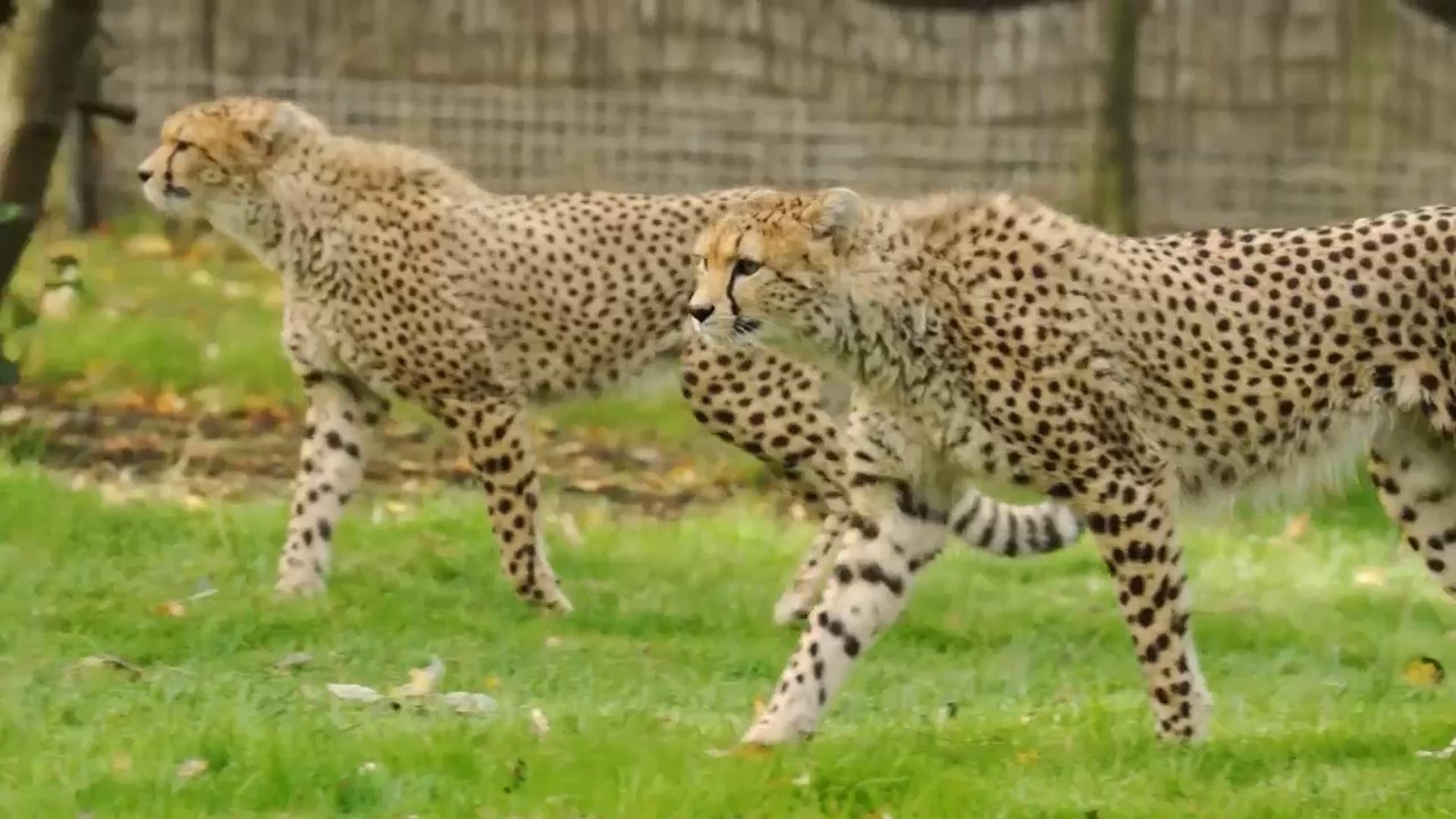 UK's Chester Zoo welcomes two rare Northeast African cheetah brothers