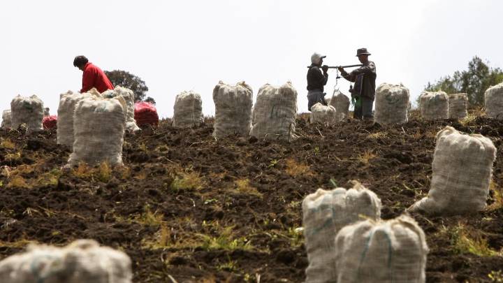 Crisis de la papa en Colombia: precios bajos y clima amenazan producción"