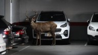 Un ciervo de gran tamaño se pasea por las calles de Zamora y se cuela en un céntrico párking