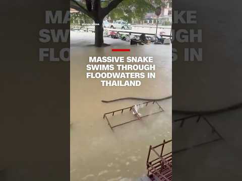 Massive snake swims through floodwaters in Thailand