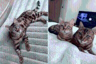Woman Saves Two Sick Bengal Cats From Breeder, Then Comes Shocking Surprise