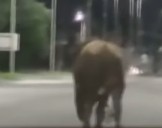 Escándalo en Santa Fe. Toros sueltos atacaron a niños y embistieron un auto con una pareja dentro