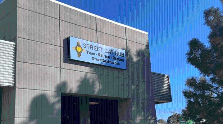 Albuquerque non-profit neuters 50,000th cat and plans to fundraise to expand operations
