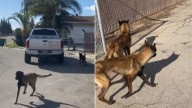 California Shelter Staff Witness Heartbreaking Loyalty As Abandoned Dogs Chase After Their Owner