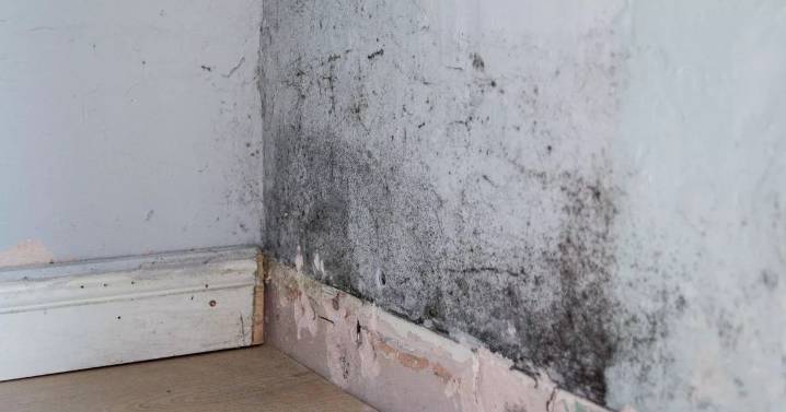Quarter of UK adults live in damp and mouldy homes as health fears grow