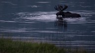 Nonprofit seeks volunteers for moose study on Isle Royale. How to volunteer